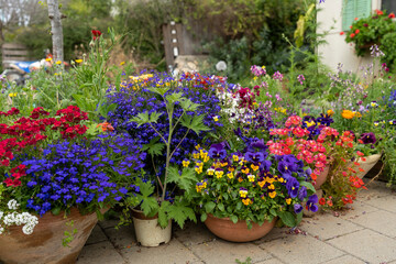 Fototapeta na wymiar A garden rich in plants and flowers in full bloom