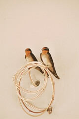 husband and wife sparrow