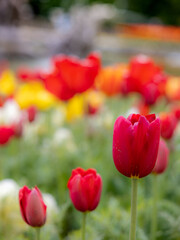 Tulips in the flower beds of the Parterre of the manor in Waddesdon, Buckinghamshire