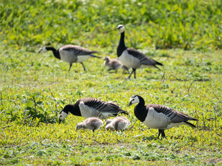 Naklejka na ściany i meble Barnacle geese, Branta leucopsis, goslings and parents grazing in grass, Netherlands
