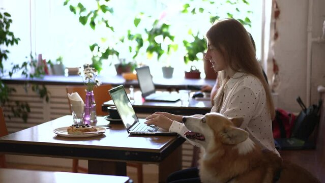 4k Woman works with laptop and sits with pet dog in cafe spbd. Young female owner looking at computer screen and typing, sitting at table with coffee in interior, purebred corgi is nearby. Beautiful