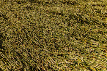 An agricultural field where wheat is grown
