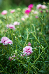 Field of pink and white flowers. Beautiful flowers background.