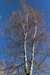 Fototapeta na wymiar leafless birch trees in sunny weather in spring