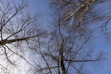 Birch tree branches in the park in spring sunny weather