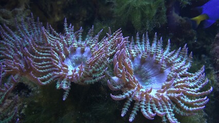 Corals in marine aquarium. Sea anemone in manmade aquarium