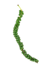Fresh piper nigrum isolated on a white background