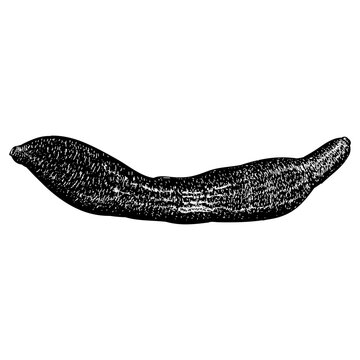 Urechis unicinctus (Penis Fish) hand drawing vector isolated on background.