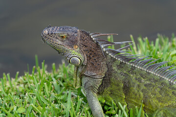 iguana lizard outdoor. closeup photo of iguana lizard. iguana lizard reptile. iguana lizard