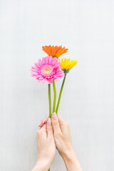 ガーベラを持つ女性の手　African daisy