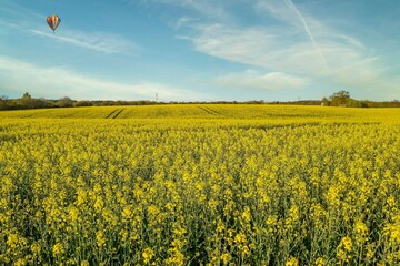 field of rapeseed