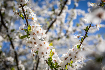 Cherry, apple or plum blossoms in spring. Fruit growing