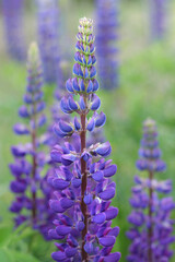 Blue Lupin flowers blooms in the field. Bunch of lupines summer flower background. Violet spring and summer flower. Blue flowers Lupine a green background. Lupinus. Fabaceae Family. Blooming lupine