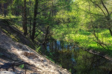 Fototapeta premium Spring landscape with a river and flowering trees