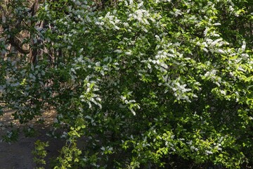 Fototapeta na wymiar Blossom wild cherry tree closeup
