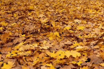 Autumn foliage on trees during its color change