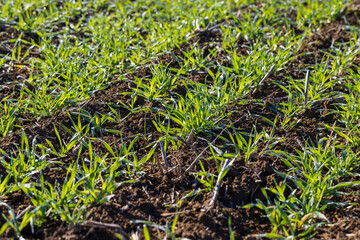 Obraz premium Winter wheat variety covered with dew drops