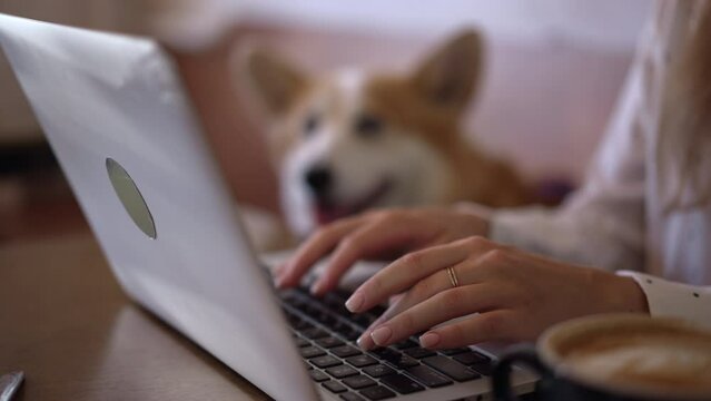 4k Close view of woman types on laptop at table with dog indoors spbd. Close view of young female owner typing text and doing online job, sitting at desk with cute corgi in room. Lady freelancer works