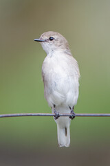 Little Jacky winter perched on a wire - a small grey-brown bird belonging to the robin family