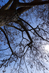 Branches of deciduous trees in the park in spring sunny weather