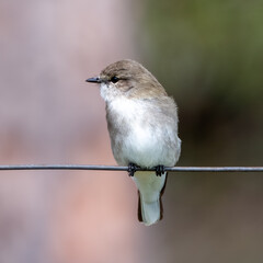 Little Jacky winter perched on a wire - a small grey-brown bird belonging to the robin family