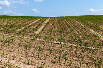 Fototapeta na wymiar small green corn sprouts in the summer
