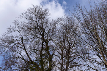 Tall deciduous trees in early spring without foliage