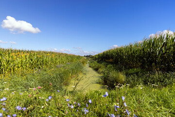 a mud-covered swamp with a cornfield in summer