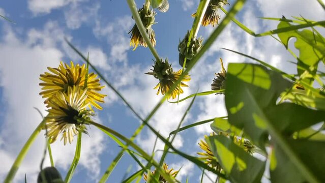 time lapse footage from under dandelion flowers towards the sky with clouds moving at speed