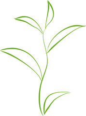 Green leaves isolated 2023050201