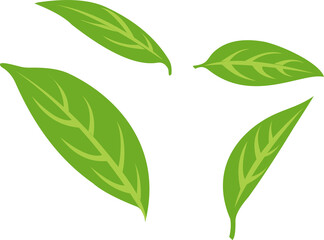 Green leaves isolated 2023050202