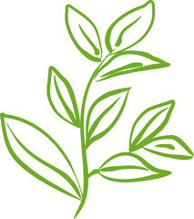 Green tea leaf PNG 2023050207