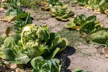 Naklejka premium A field with a cabbage harvest in the summer season