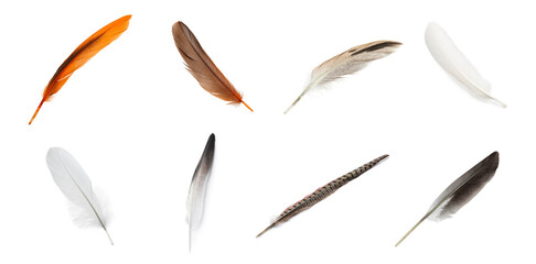 Set with different beautiful feathers on white background