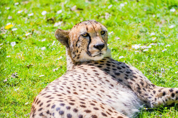 Cheetah Wild Cat Eyes, wildlife animals.