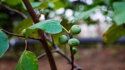 Indian Fig Fruit