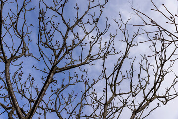 Tall deciduous trees in early spring without foliage
