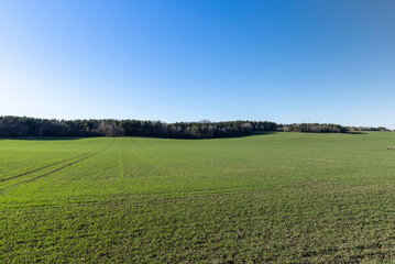 green wheat sprouts in early spring, green winter wheat