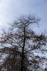 Branches of deciduous trees in the park in spring sunny weather