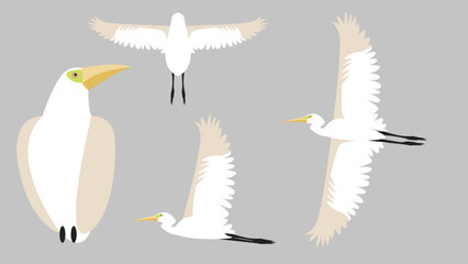 bird animation vector