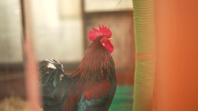 Slow motion shot of a rooster is crowing