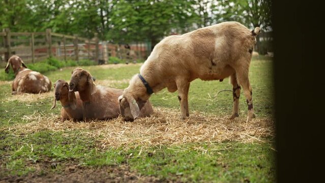 Slow motion shot of 4 goats sitting together on a field, one of them is eating grass  