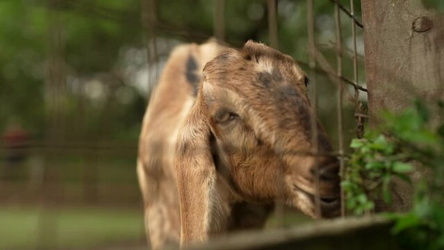 Closeup shot of a goat in slow motion  