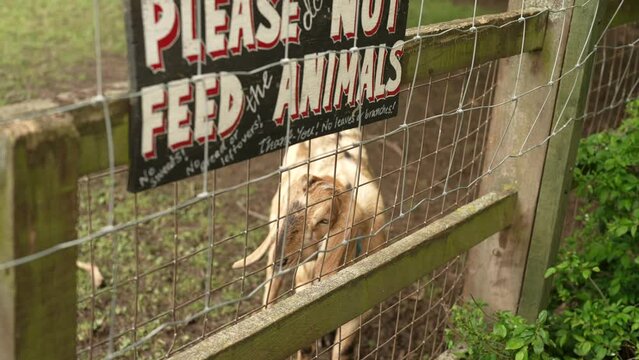 Closeup shot of a goat in slow motion  