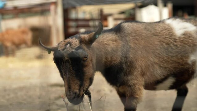 Closeup shot of a goat in slow motion