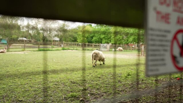 A sheep is eating grass on a ranch
