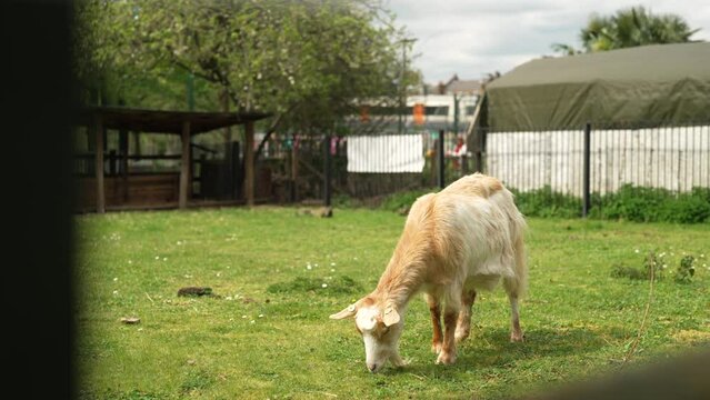 Slow motion shot of a goat eating grass on a field  