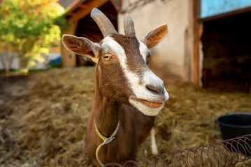 A red goat with white spots and a beard eats hay in a stall. Goat shed
