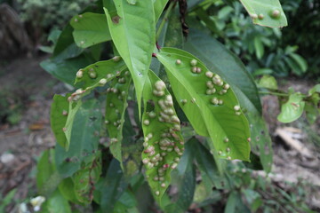 Diseases of guava leaves caused by pests