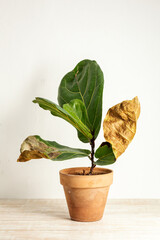 Ficus Lirata with dried leaves